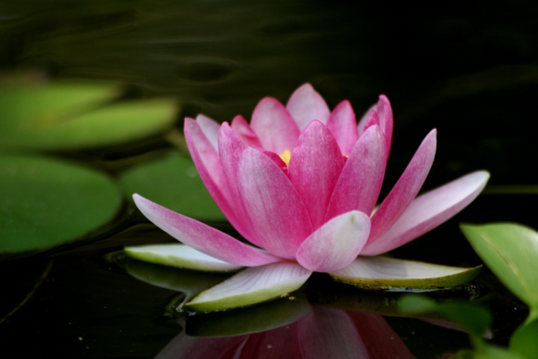 lotus-flower-hd-wallpapers-beautiful-desktop-background-photographs-widescreen
